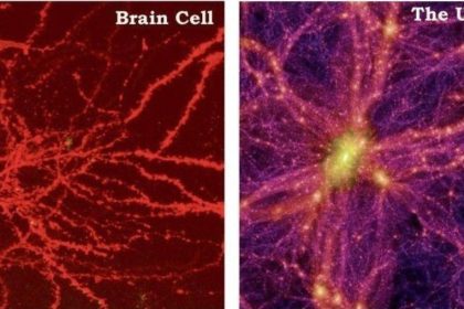 universe-grows-like-a-brain